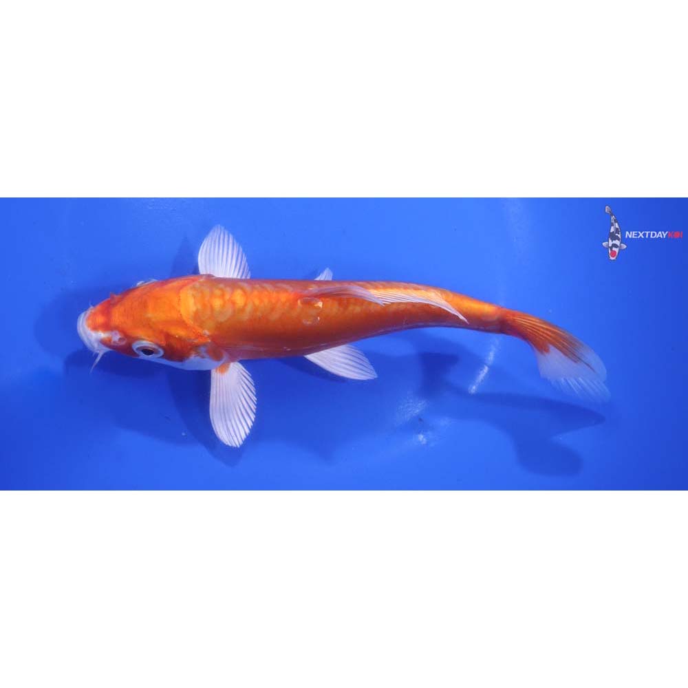 6.5” Imported Kikusui