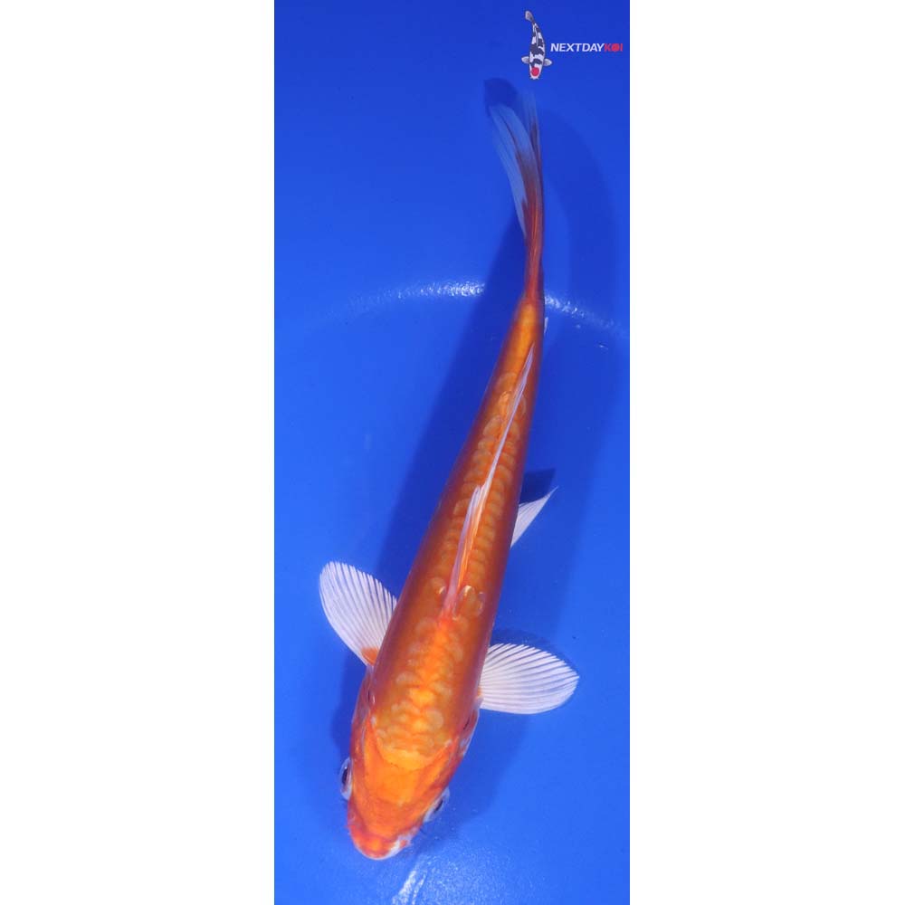 6.5” Imported Kikusui