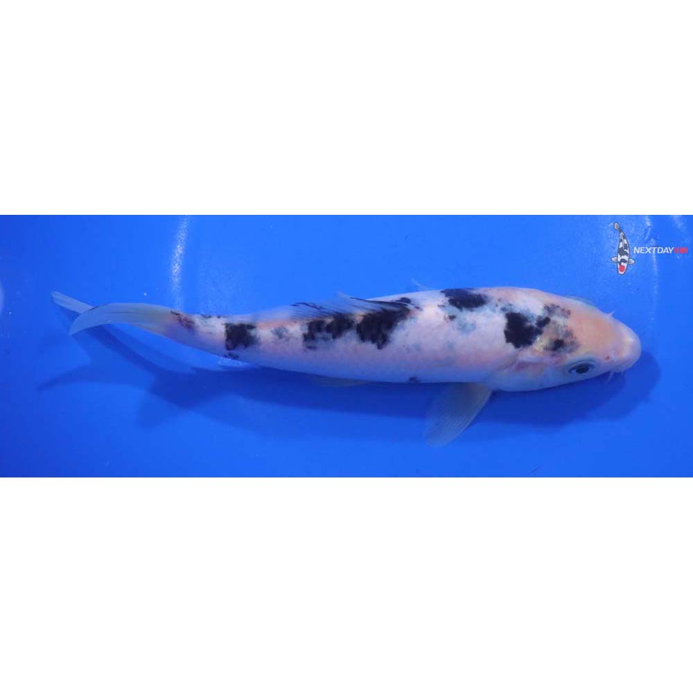 7” Imported Shiro Bekko