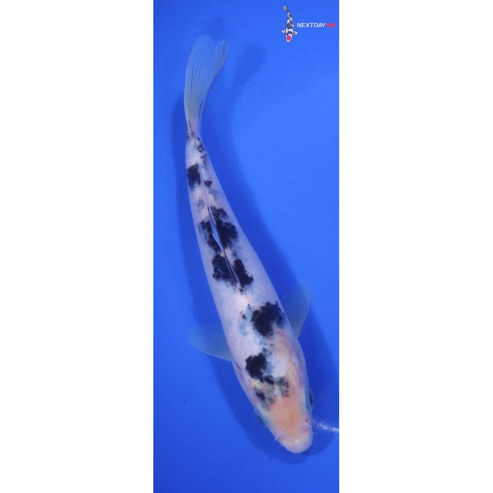7” Imported Shiro Bekko