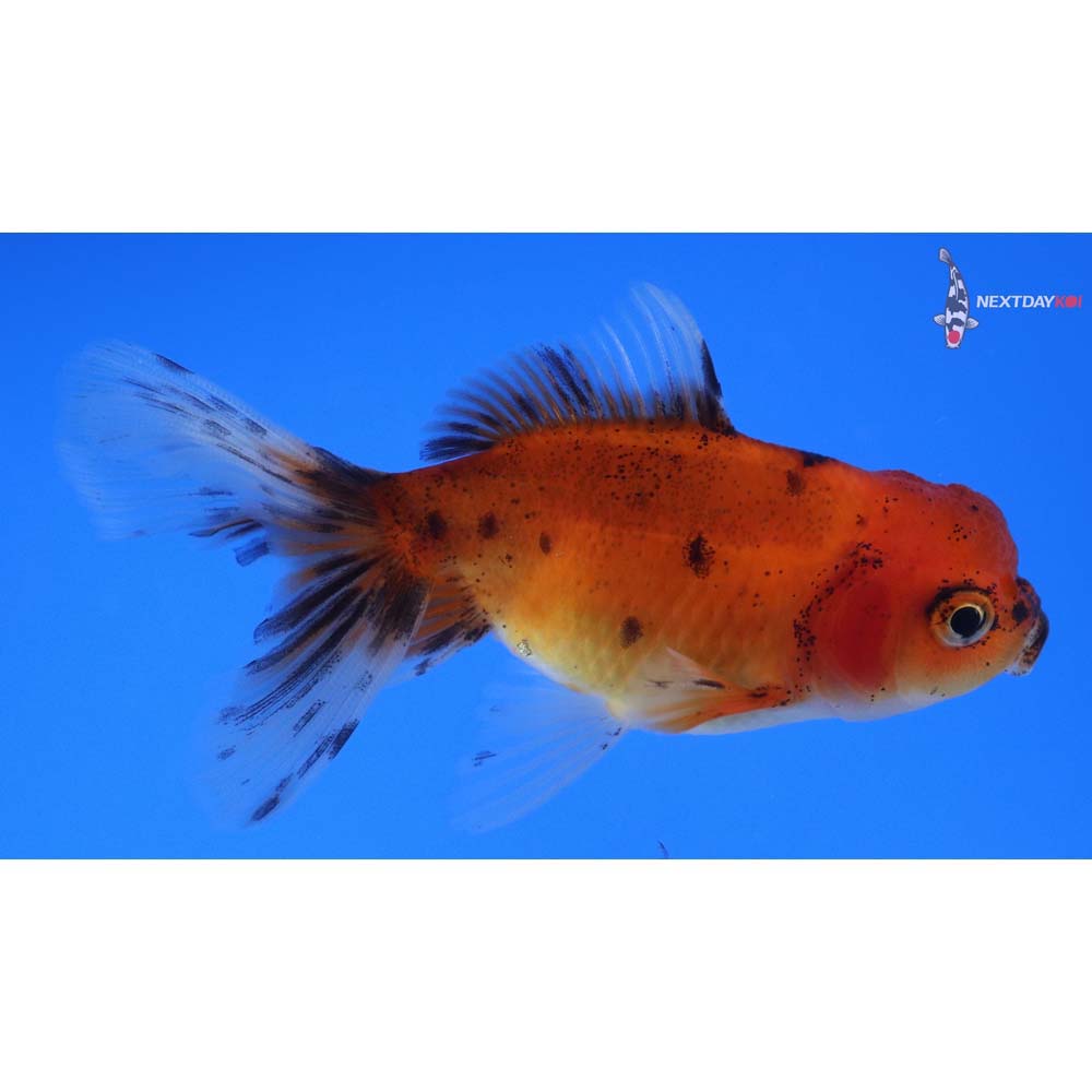 3.5” Imported Calico Oranda