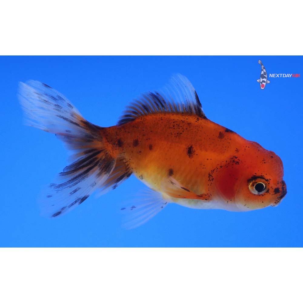 3.5” Imported Calico Oranda