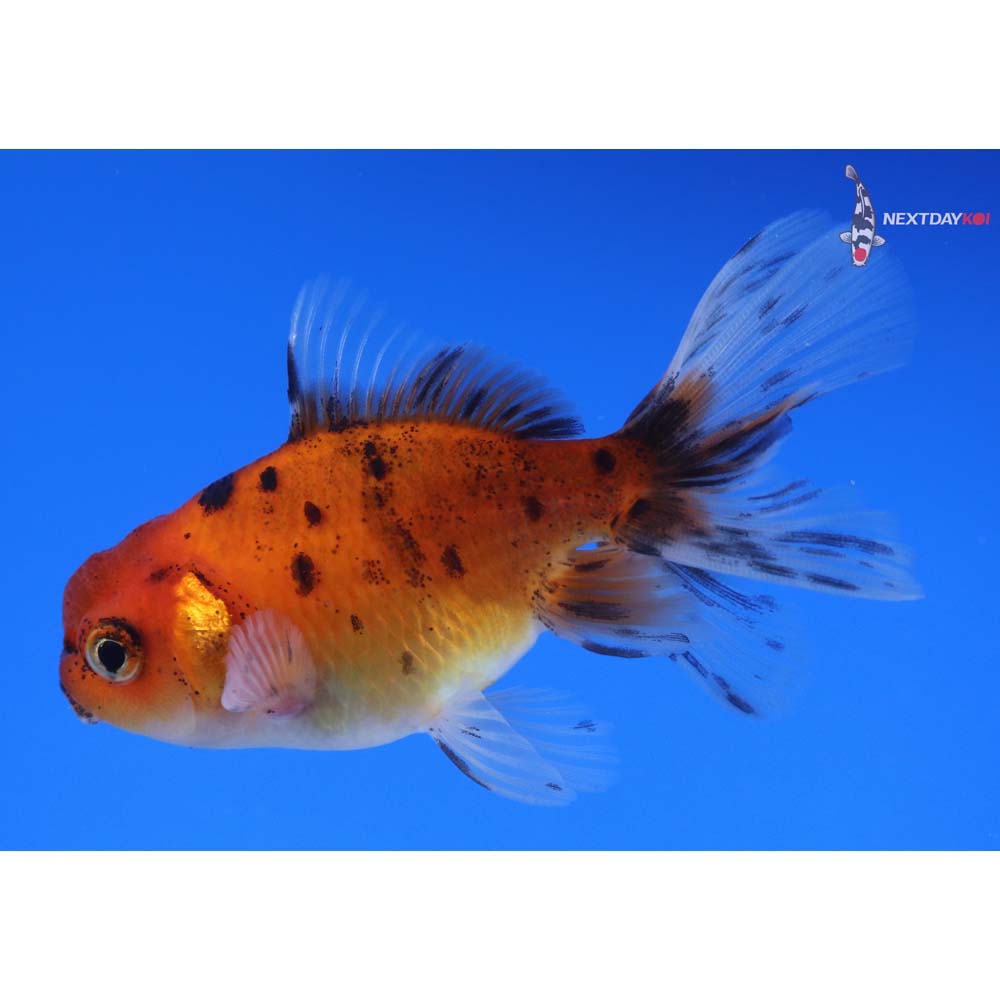 3.5” Imported Calico Oranda
