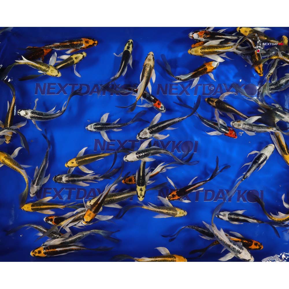 5-6" Imported Matsuba and Kujaku Butterfly Koi Mix