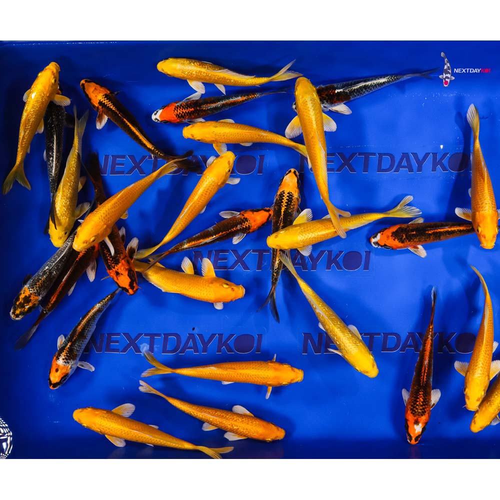 6-7" Imported Kujaku & Yamabuki Koi Mix