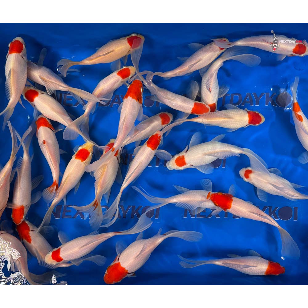 7-8" Tancho Sarasa Comet Goldfish