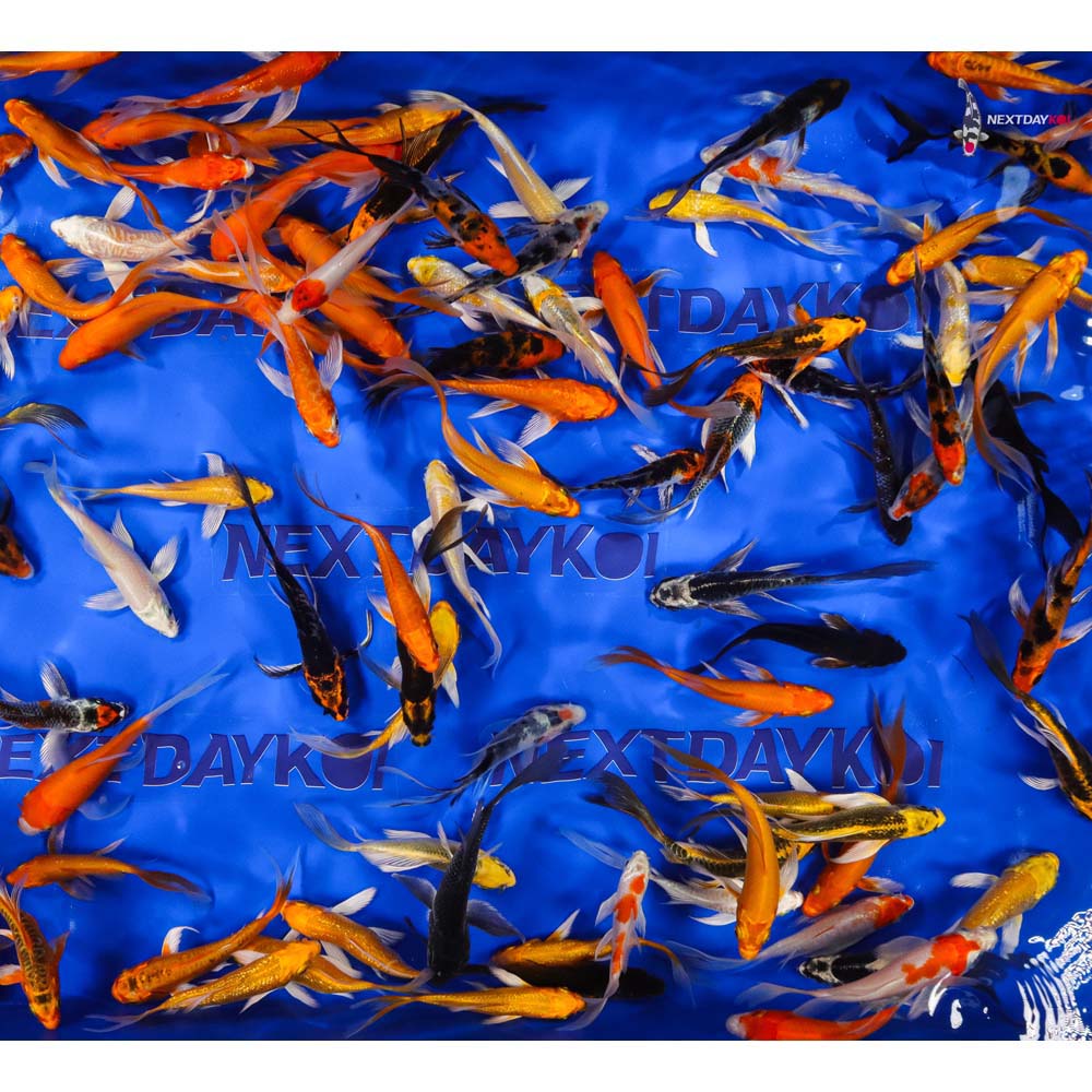 A Grade (Standard Grade) Imported Butterfly Koi - Image 11