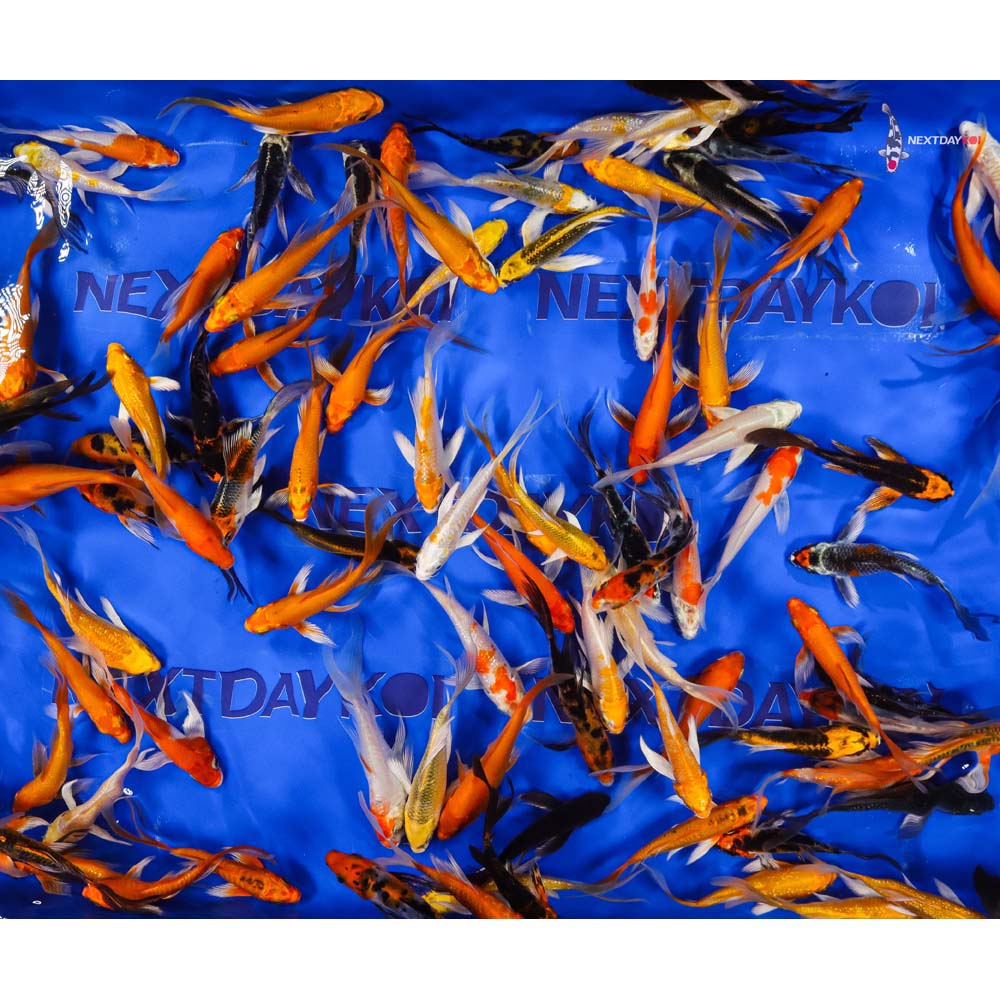 A Grade (Standard Grade) Imported Butterfly Koi