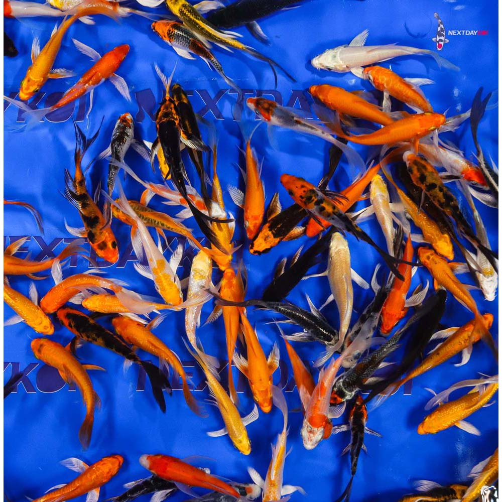 A Grade (Standard Grade) Imported Butterfly Koi - Image 10