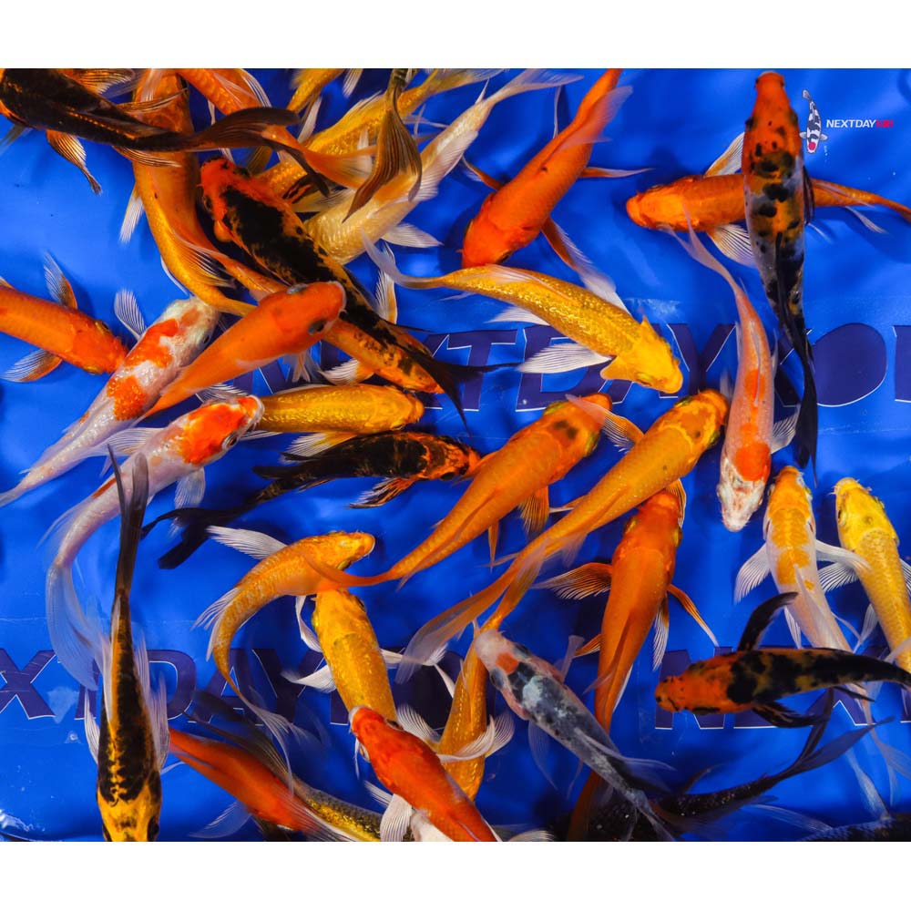 A Grade (Standard Grade) Imported Butterfly Koi - Image 9