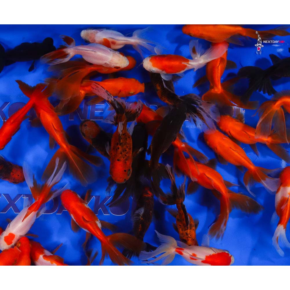 3.5-4" Imported Mixed Fantail Goldfish - Image 8