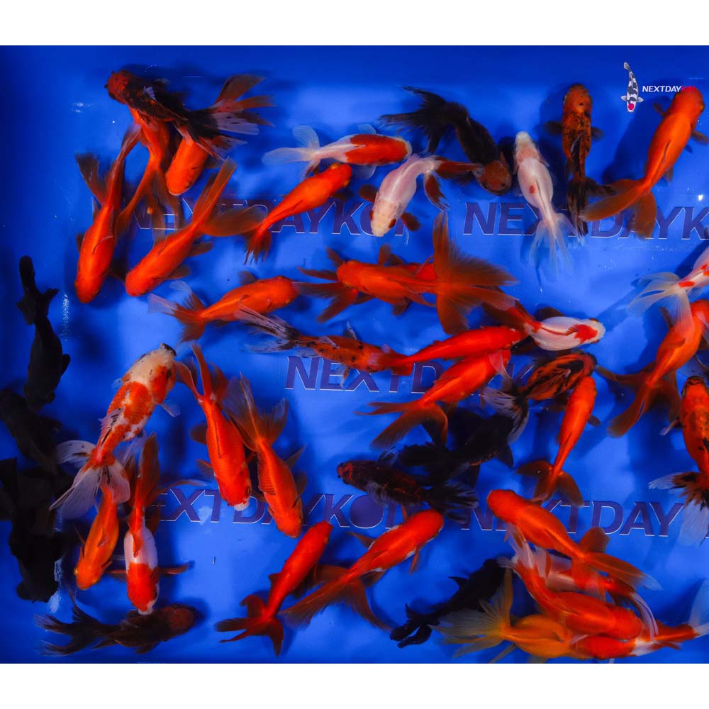 3.5-4" Imported Mixed Fantail Goldfish - Image 6