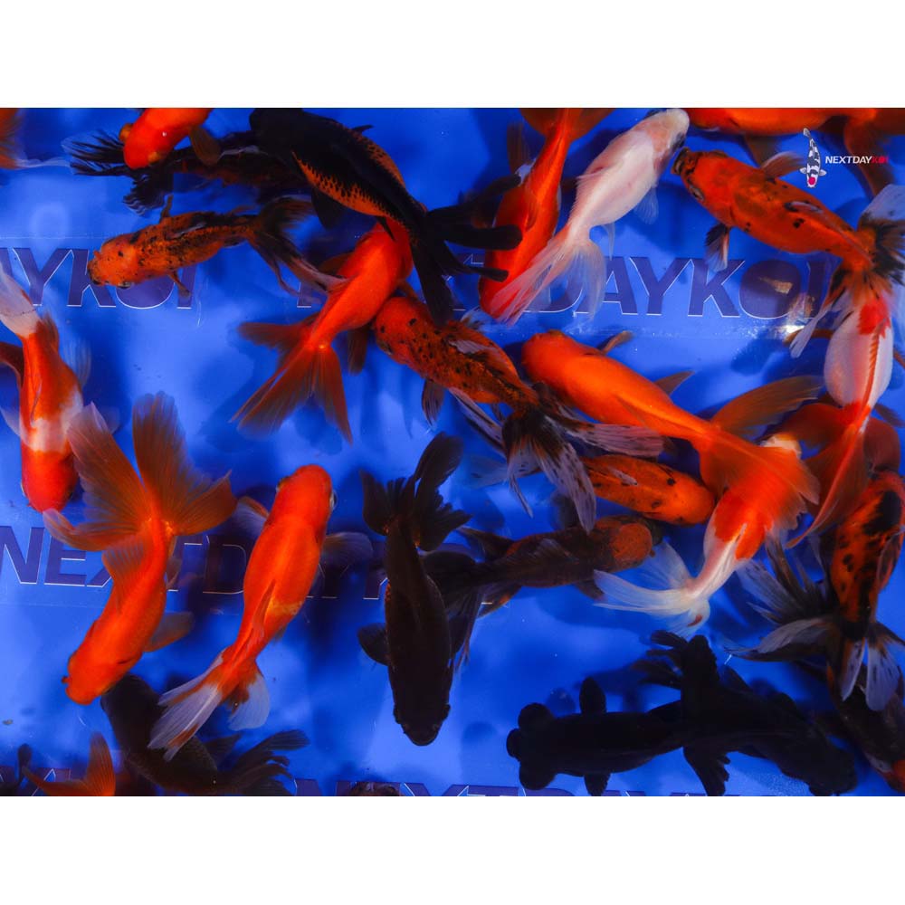 3.5-4" Imported Mixed Fantail Goldfish - Image 4