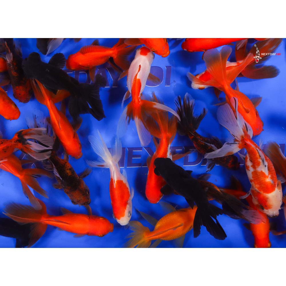 3.5-4" Imported Mixed Fantail Goldfish - Image 2
