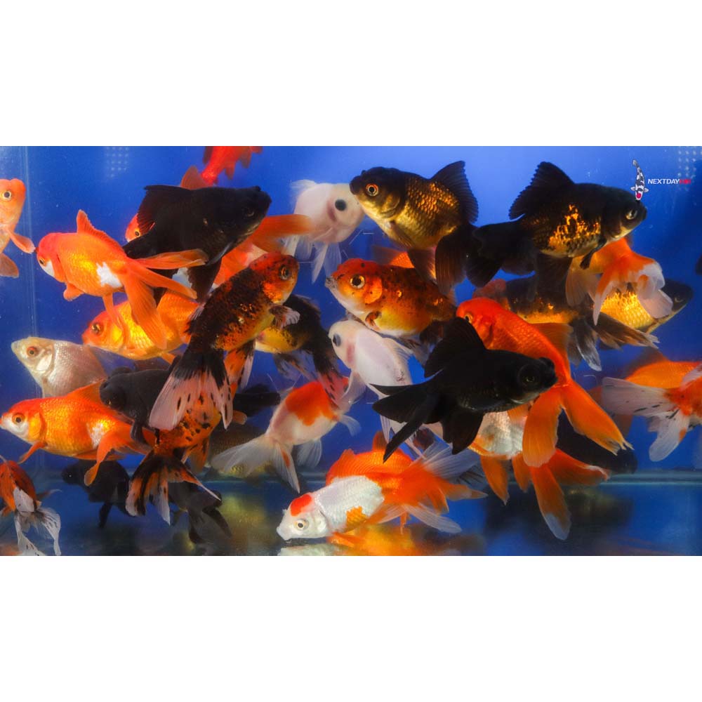 3.5-4" Imported Mixed Fantail Goldfish