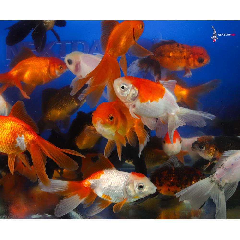 3.5-4" Imported Mixed Fantail Goldfish - Image 9