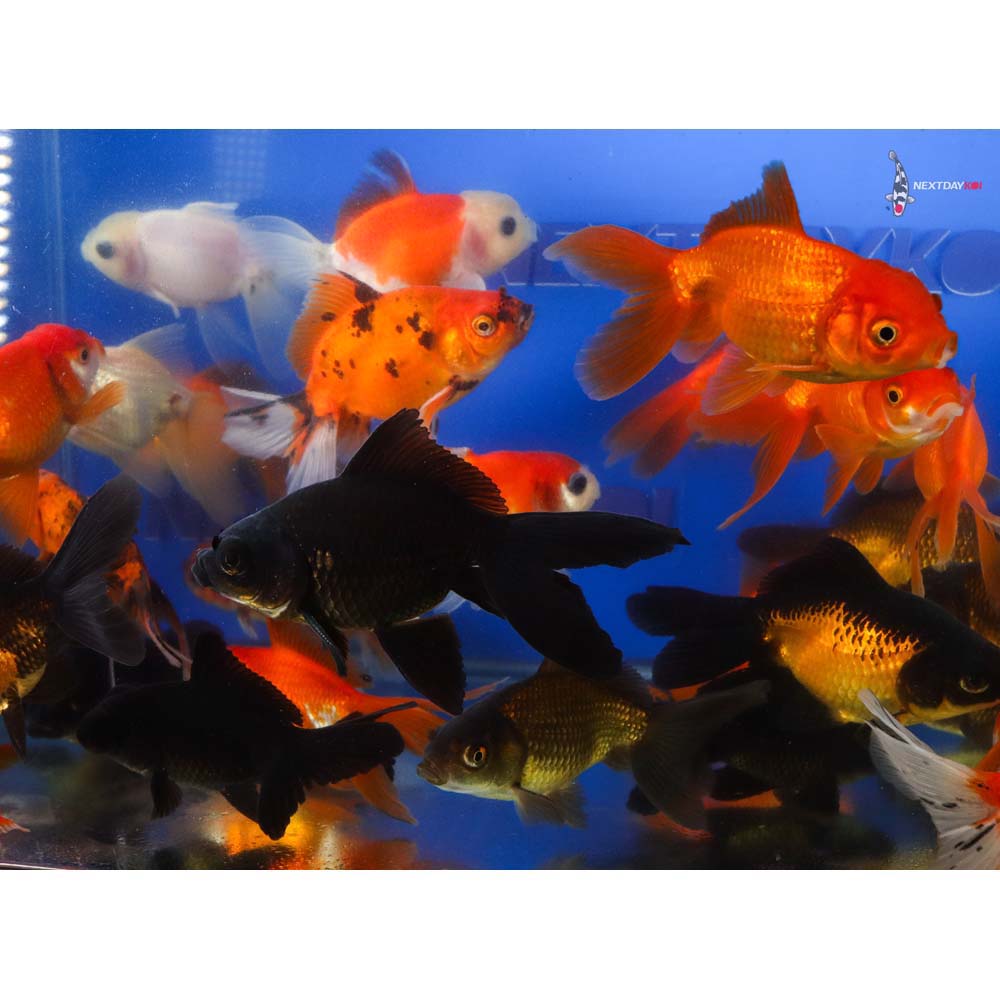 3.5-4" Imported Mixed Fantail Goldfish - Image 3