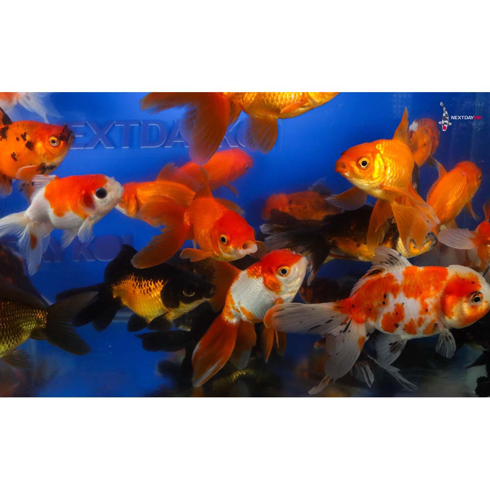 3.5-4" Imported Mixed Fantail Goldfish - Image 7