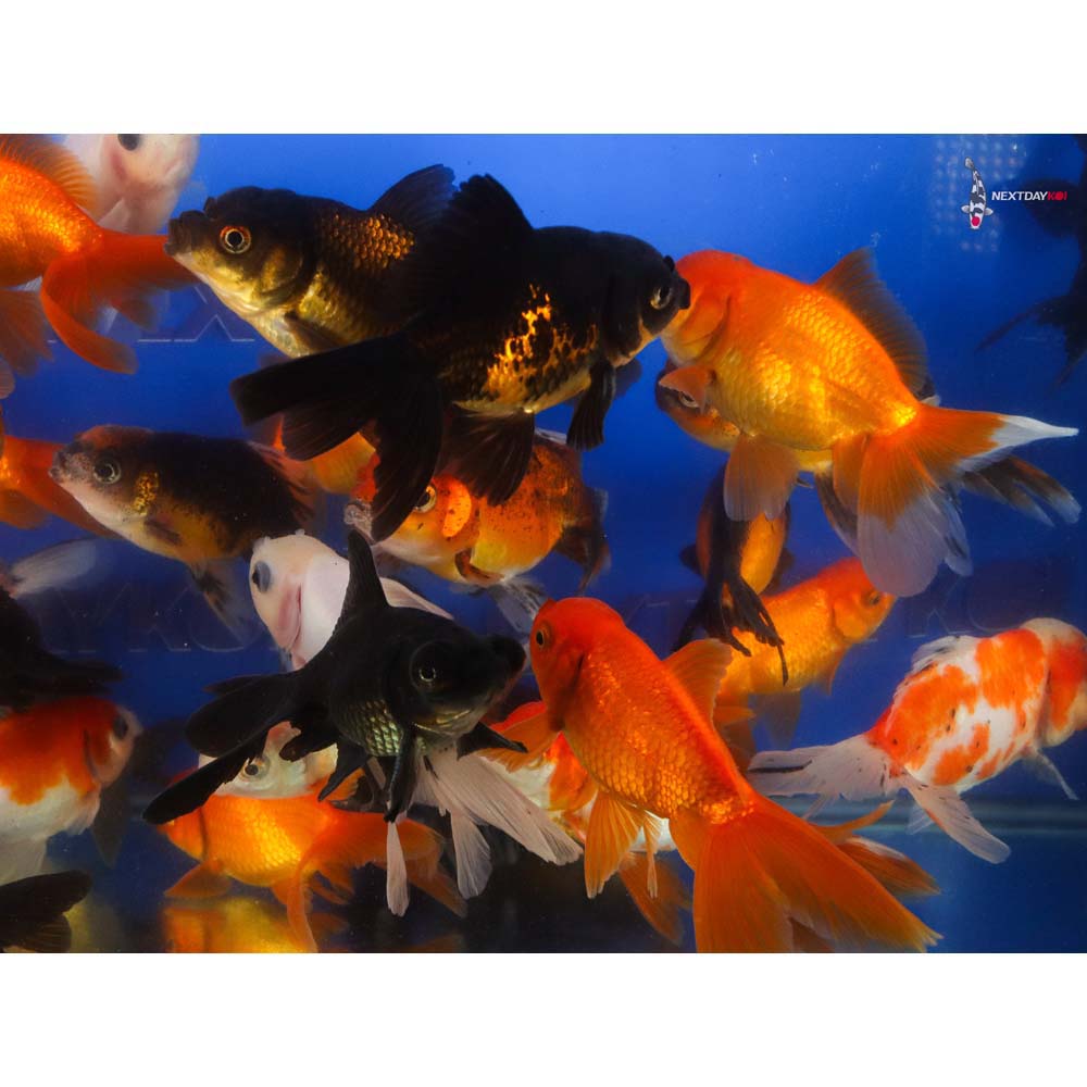 3.5-4" Imported Mixed Fantail Goldfish - Image 5