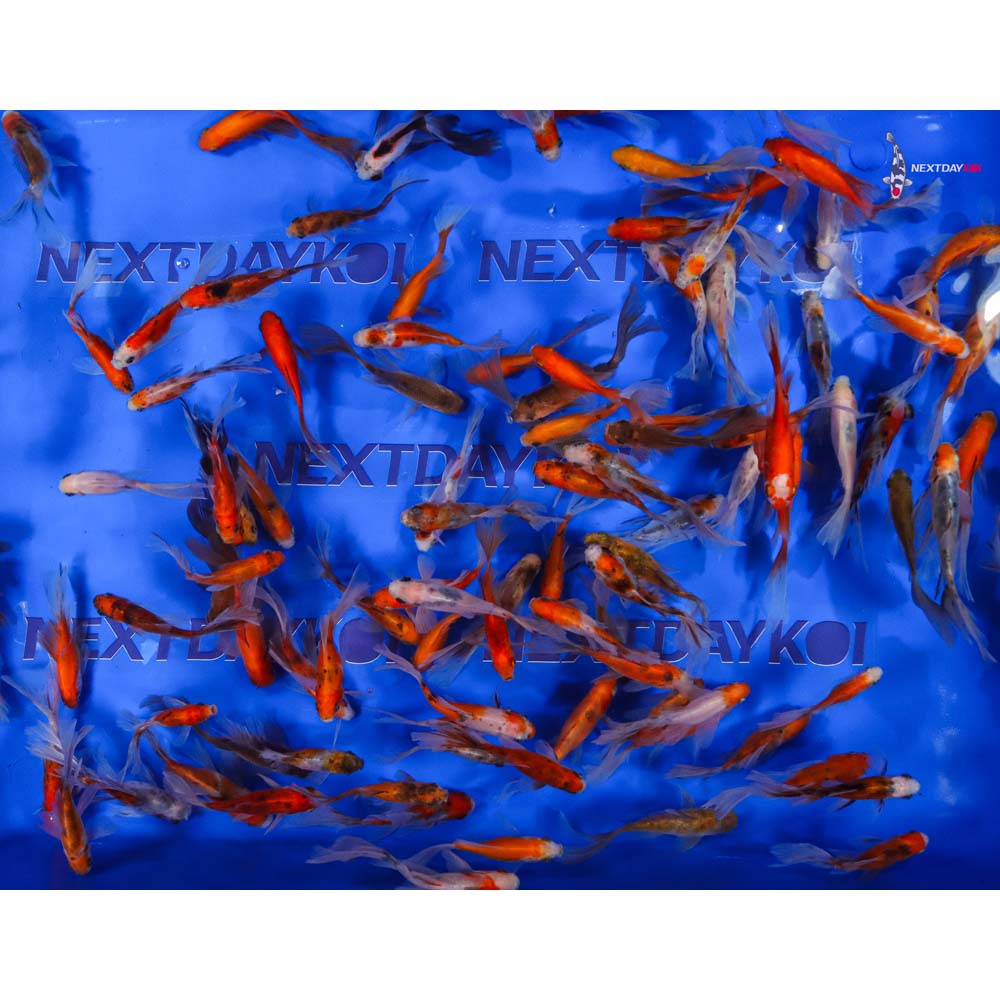 2-4" Imported Bristol Finned Mixed Goldfish - Image 6