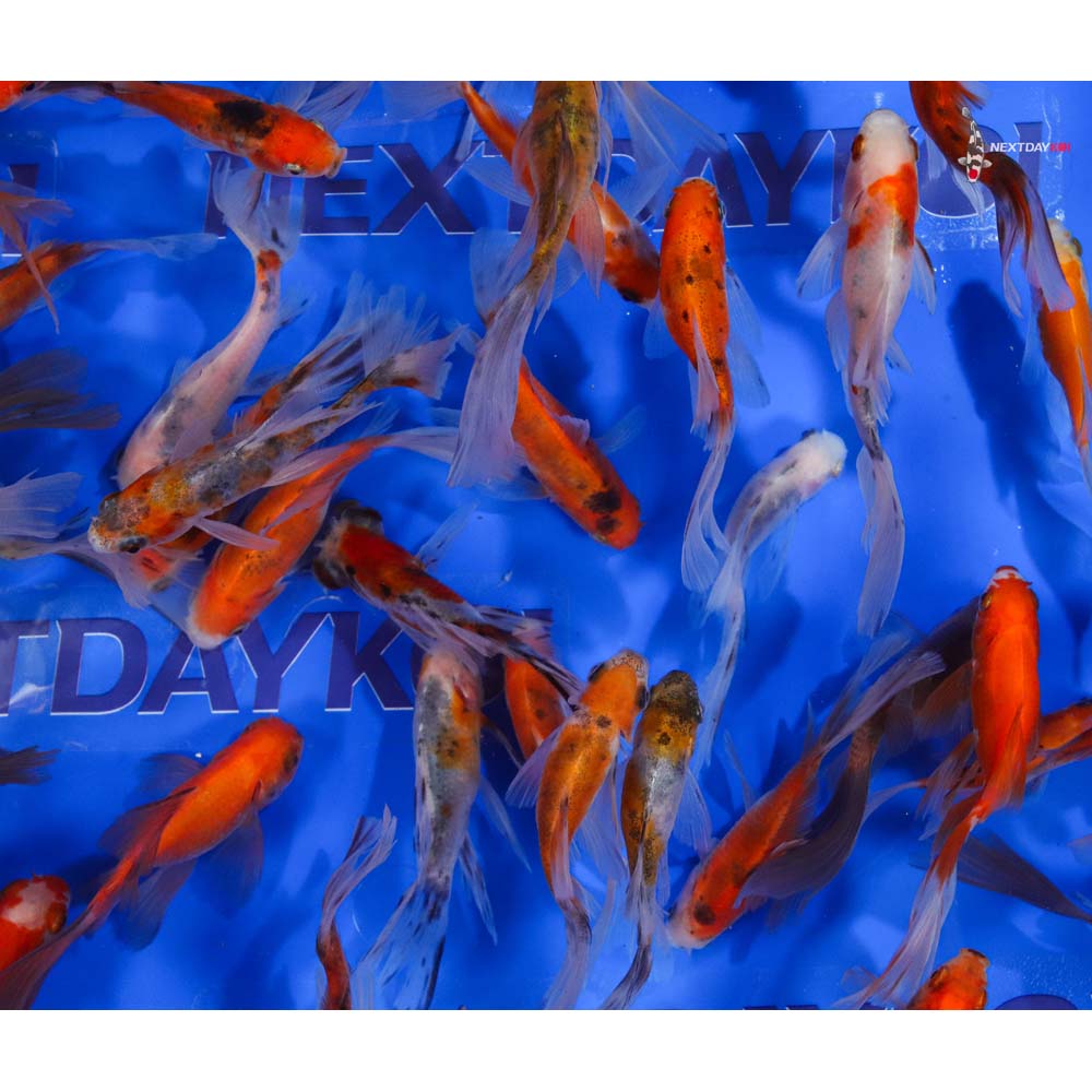 2-4" Imported Bristol Finned Mixed Goldfish - Image 4