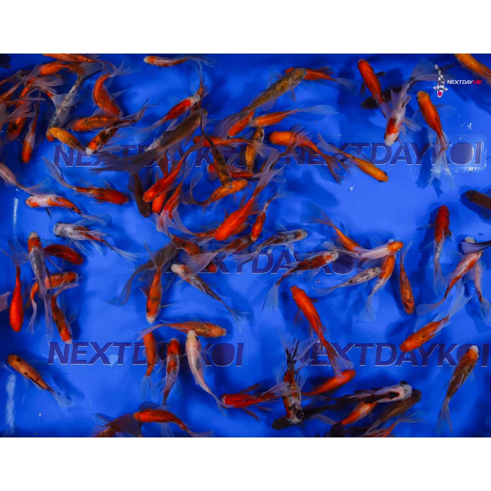 2-4" Imported Bristol Finned Mixed Goldfish - Image 2