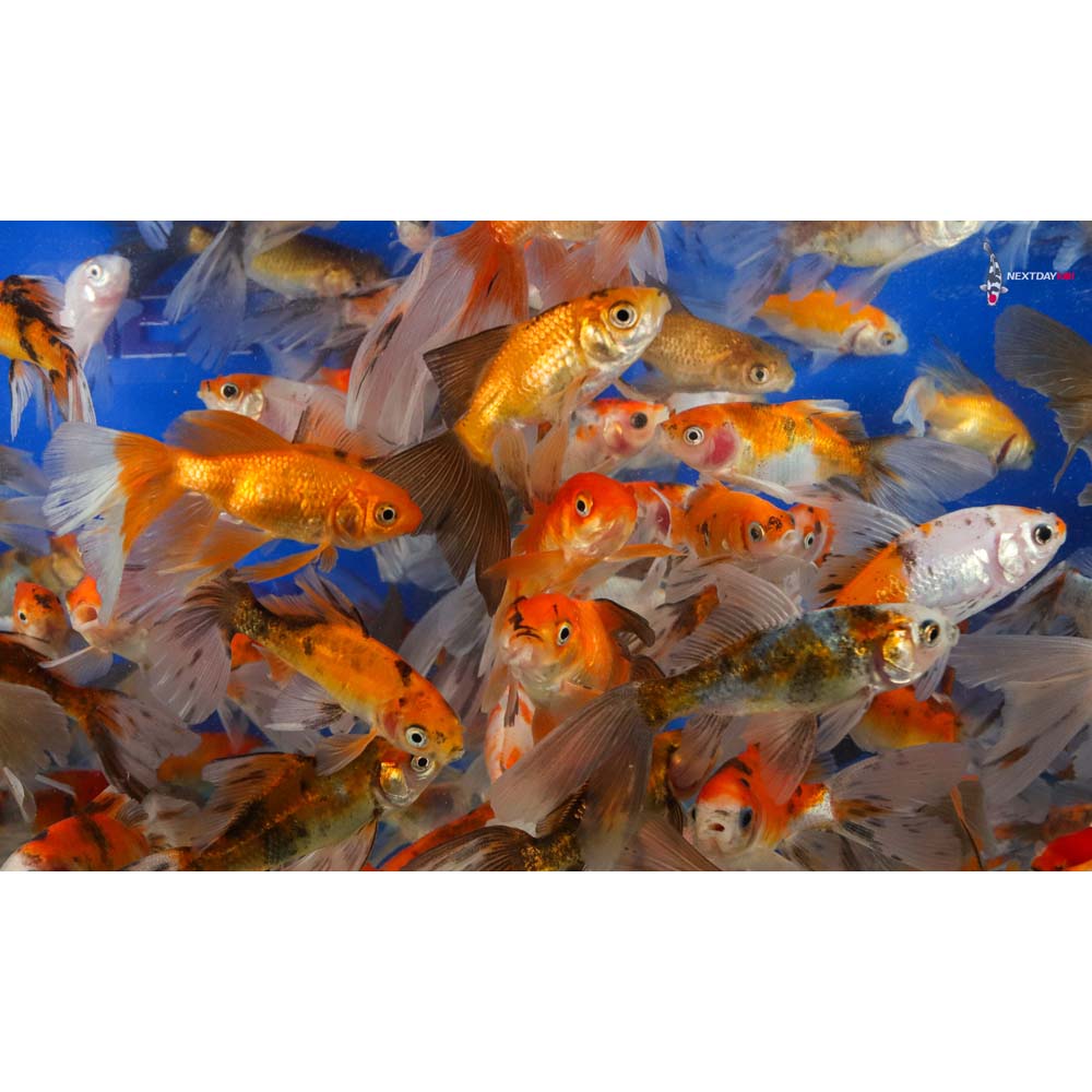 2-4" Imported Bristol Finned Mixed Goldfish - Image 9