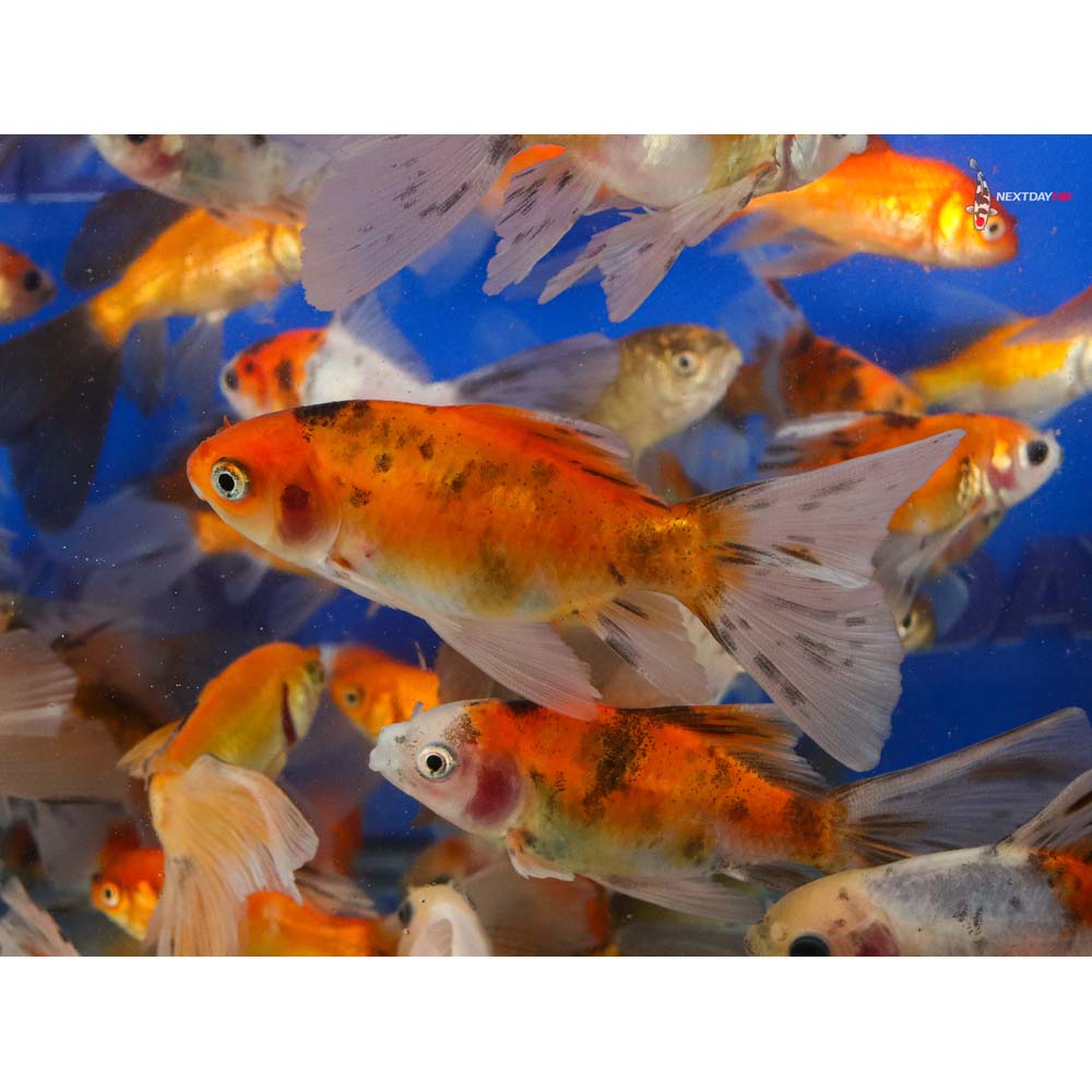 2-4" Imported Bristol Finned Mixed Goldfish - Image 7