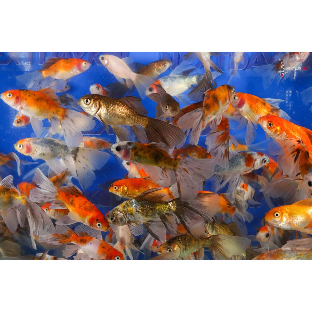 2-4" Imported Bristol Finned Mixed Goldfish