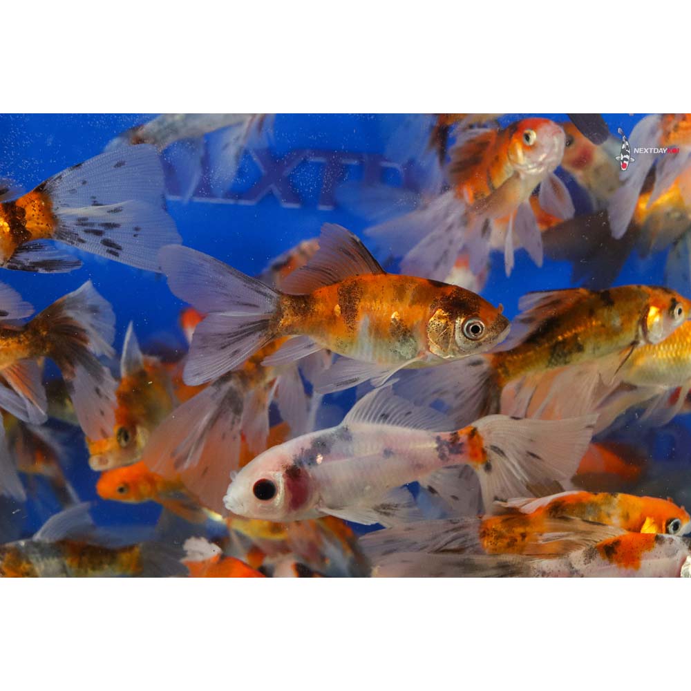 2-4" Imported Bristol Finned Mixed Goldfish - Image 5