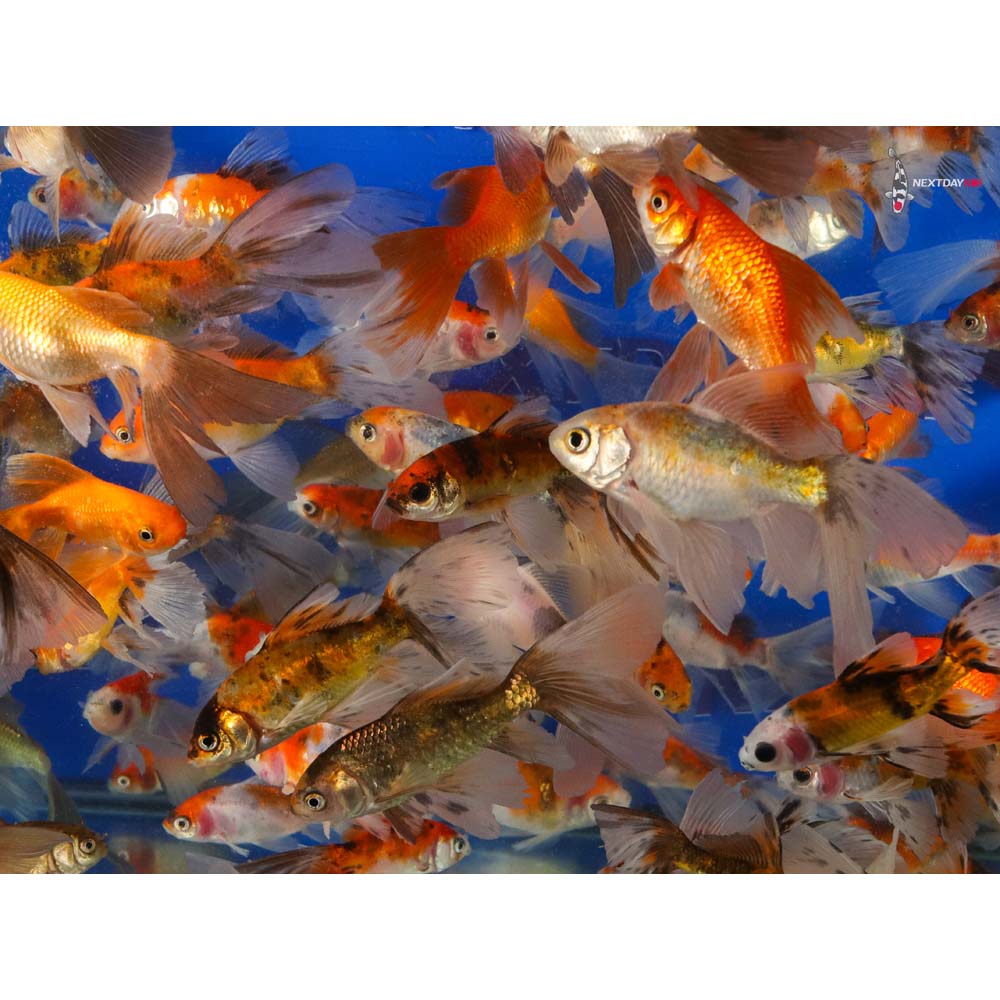2-4" Imported Bristol Finned Mixed Goldfish - Image 3