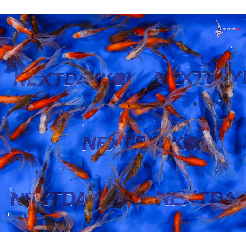 2-4" Imported Bristol Finned Mixed Goldfish - Image 8