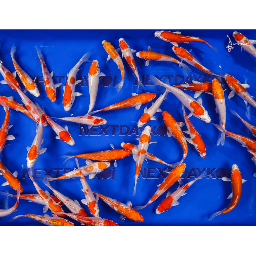Imported Kikusui and Hariwake Koi Mix
