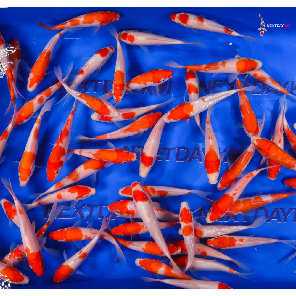Imported Kohaku Koi Mix