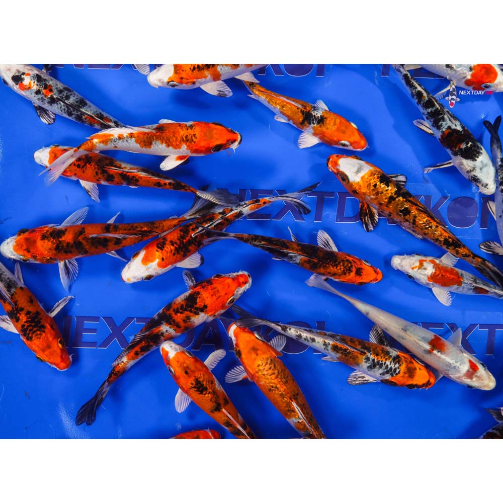5-6" Imported Yamato Nishiki Koi Mix
