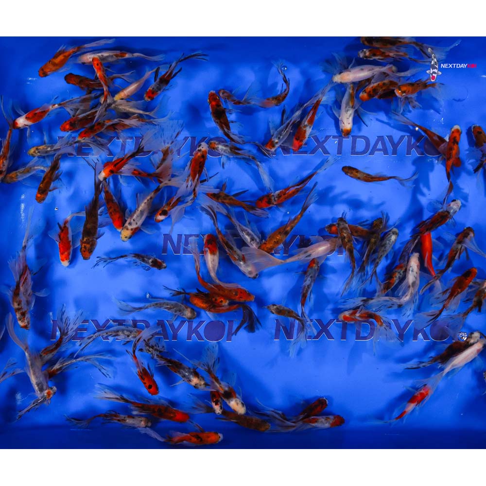 2-4" Imported Bristol Shubunkin Goldfish - Image 9
