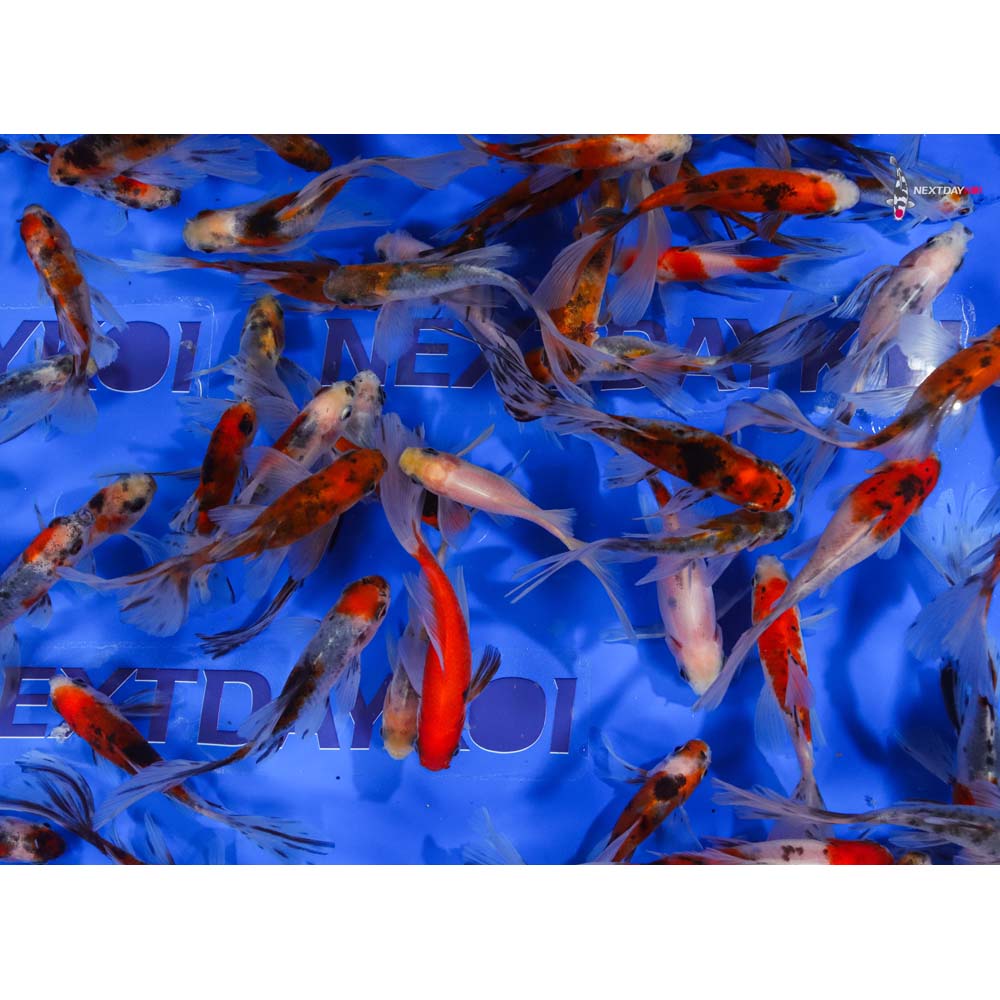 2-4" Imported Bristol Shubunkin Goldfish - Image 2