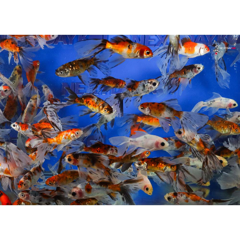 2-4" Imported Bristol Shubunkin Goldfish - Image 7