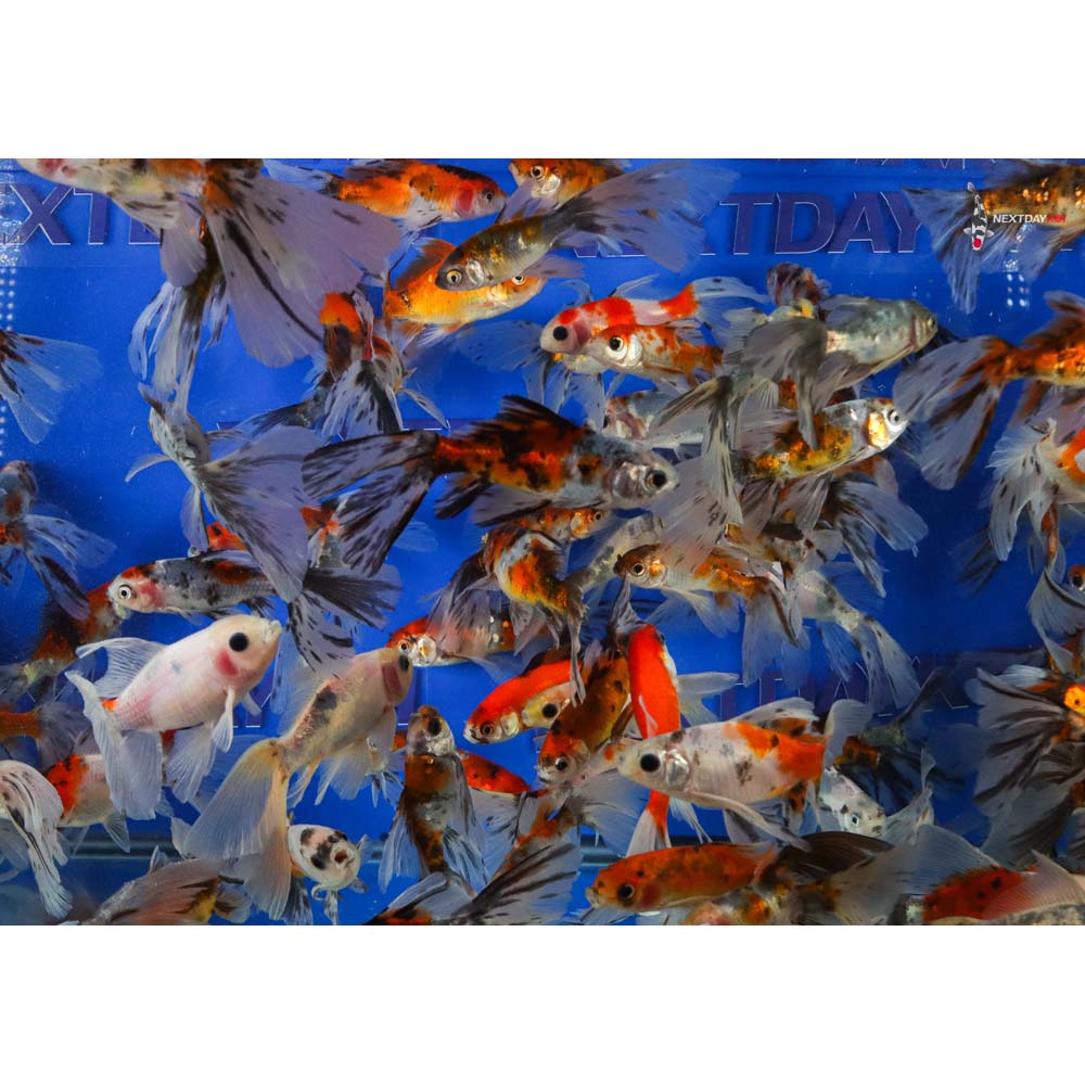 2-4" Imported Bristol Shubunkin Goldfish - Image 3