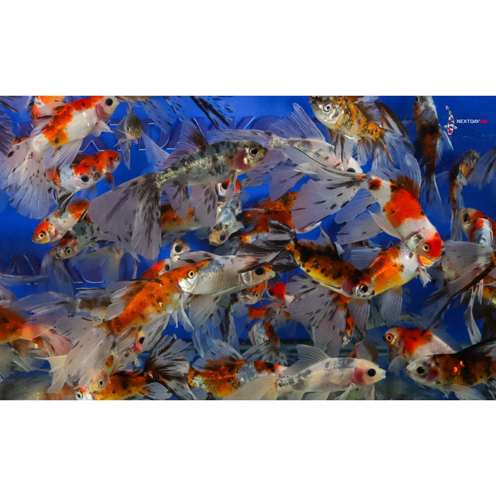 2-4" Imported Bristol Shubunkin Goldfish - Image 5