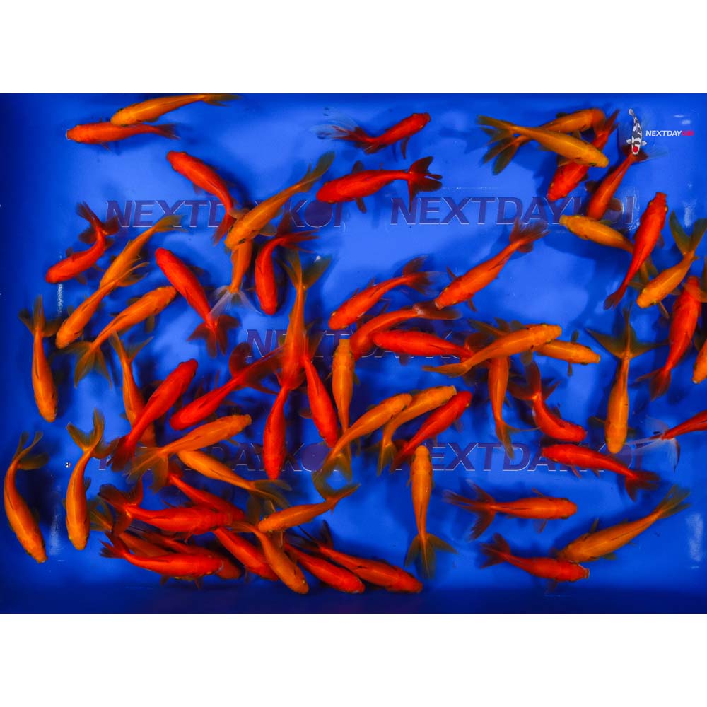 3.5-4.5" Imported Red Wakin Goldfish - Image 5