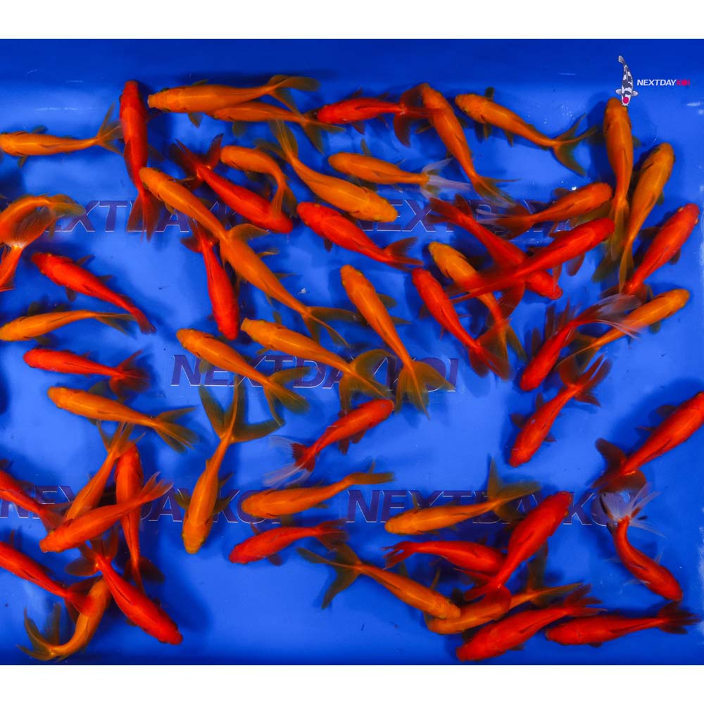 3.5-4.5" Imported Red Wakin Goldfish - Image 4