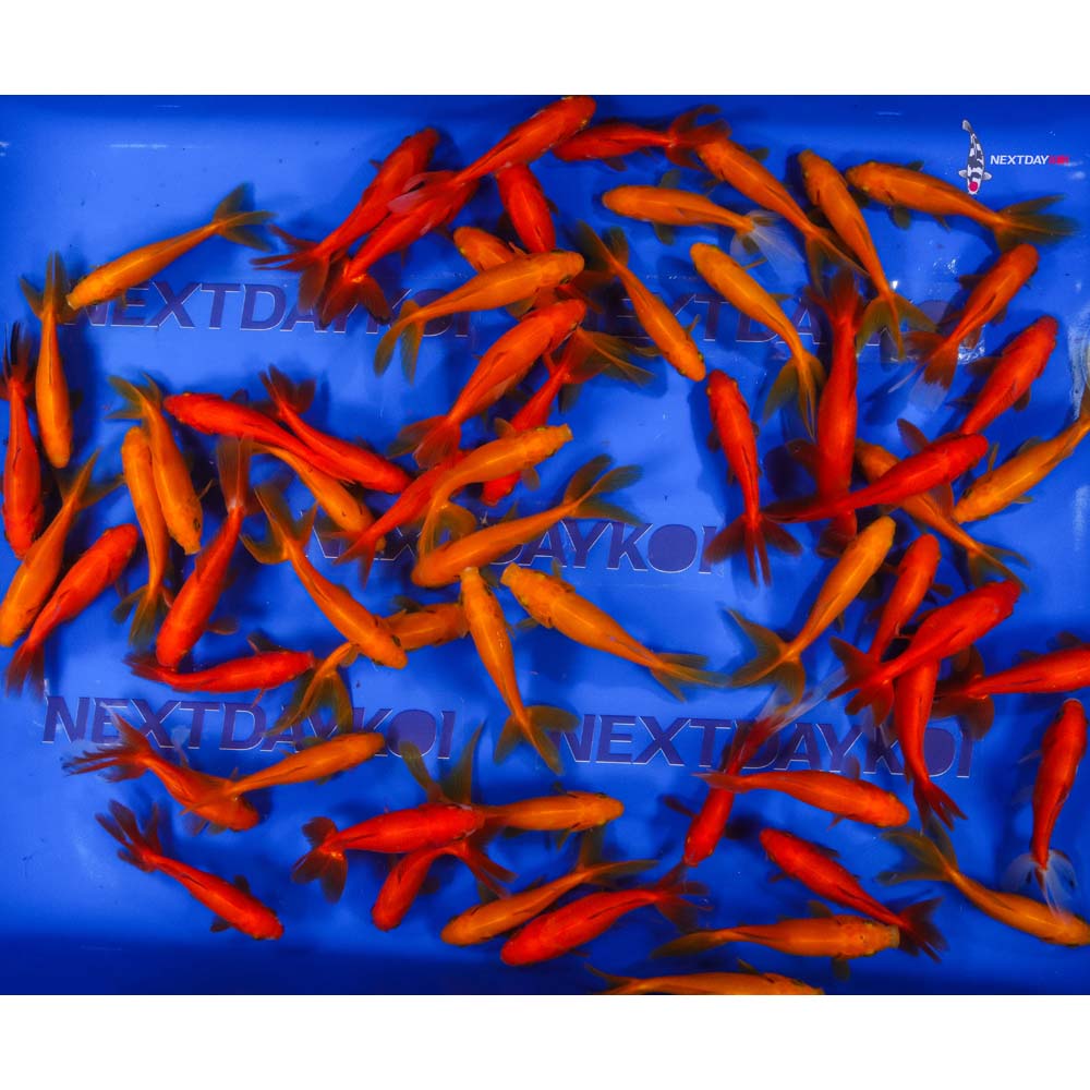 3.5-4.5" Imported Red Wakin Goldfish - Image 7