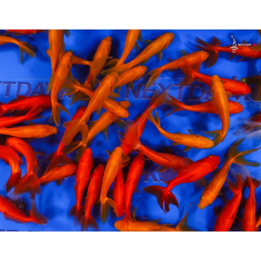 3.5-4.5" Imported Red Wakin Goldfish - Image 8