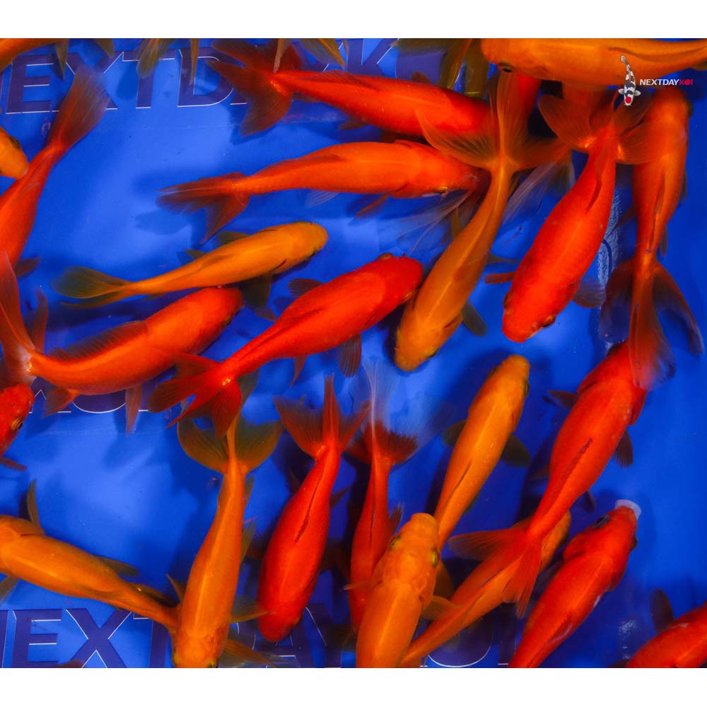 3.5-4.5" Imported Red Wakin Goldfish - Image 6