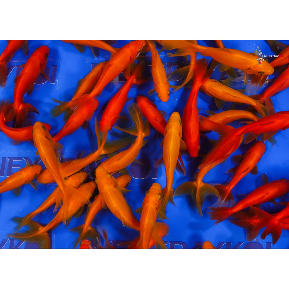 3.5-4.5" Imported Red Wakin Goldfish - Image 3