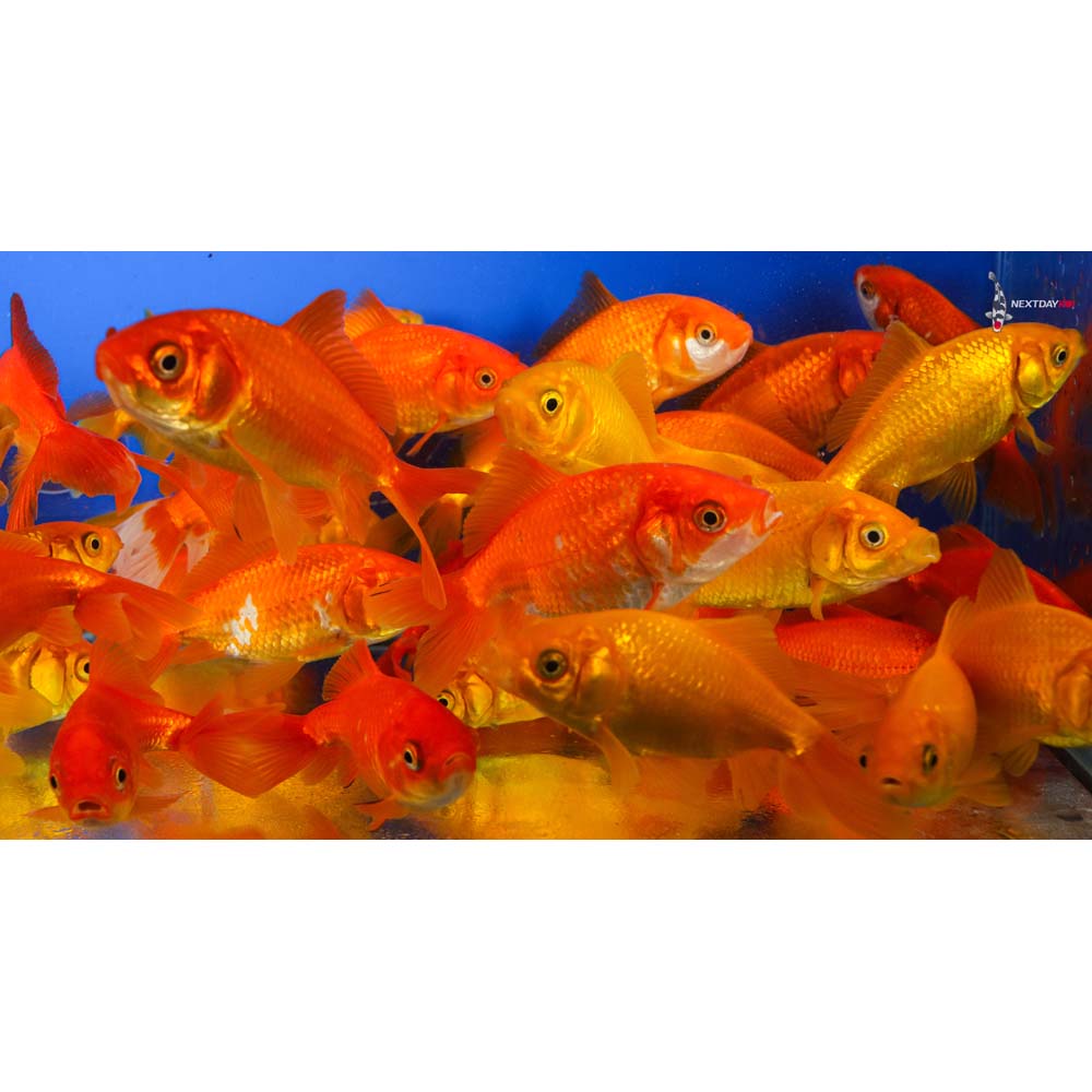 3.5-4.5" Imported Red Wakin Goldfish - Image 2