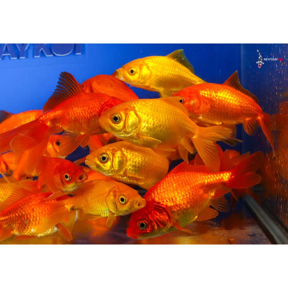3.5-4.5" Imported Red Wakin Goldfish - Image 9
