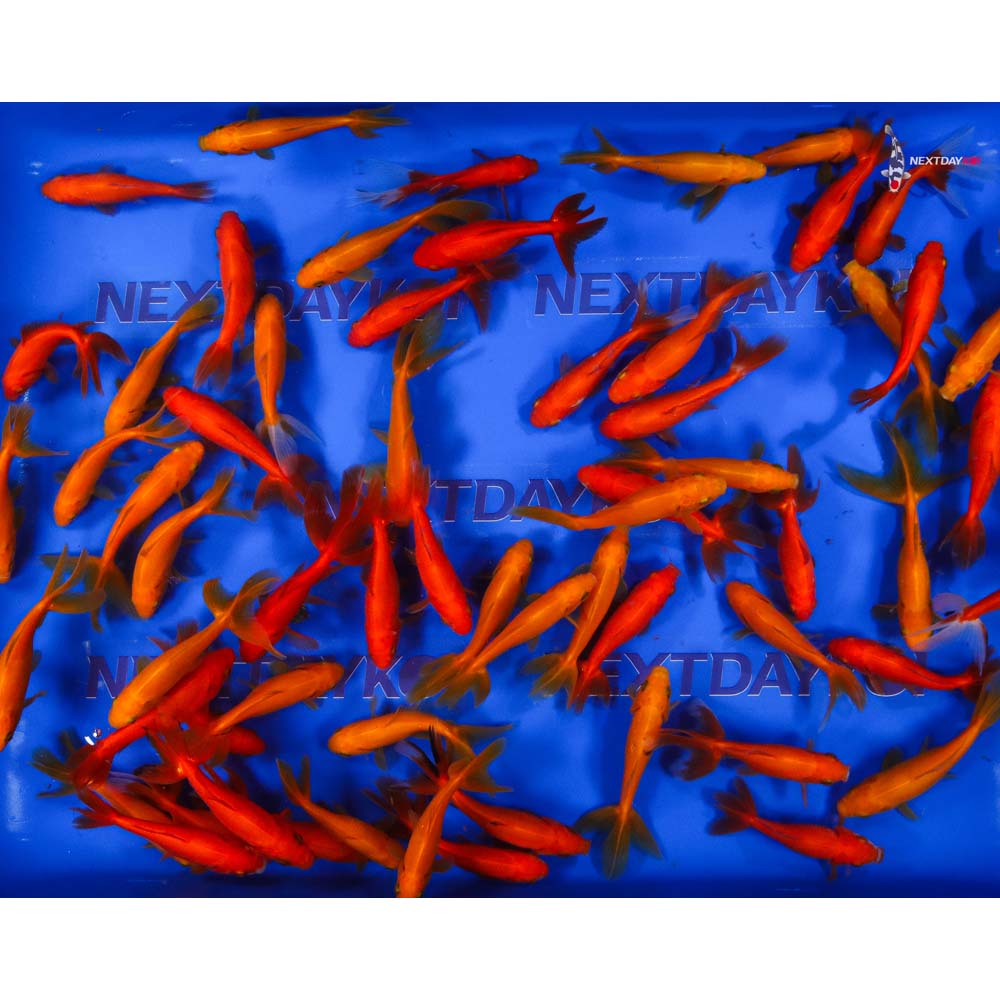 3.5-4.5" Imported Red Wakin Goldfish