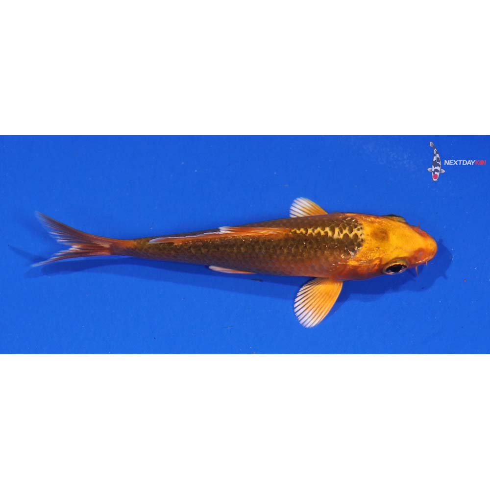 4” Imported Orenji Matsuba - Image 4